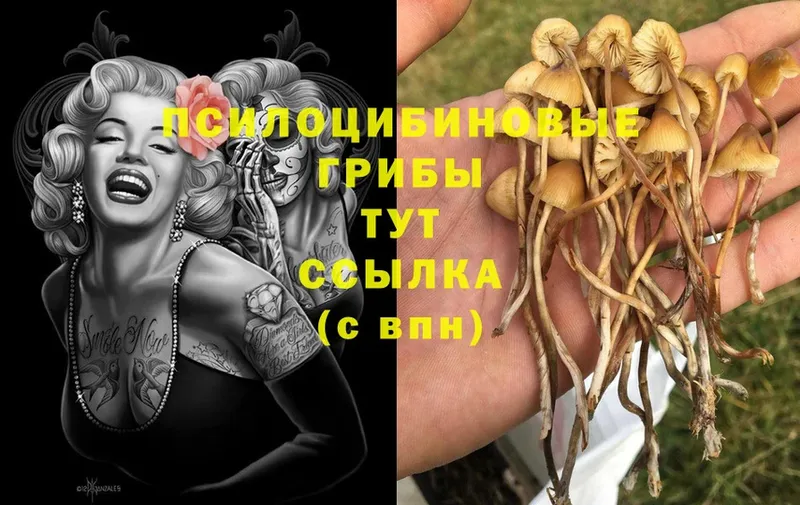 где купить наркоту  Ак-Довурак  Псилоцибиновые грибы Psilocybine cubensis 